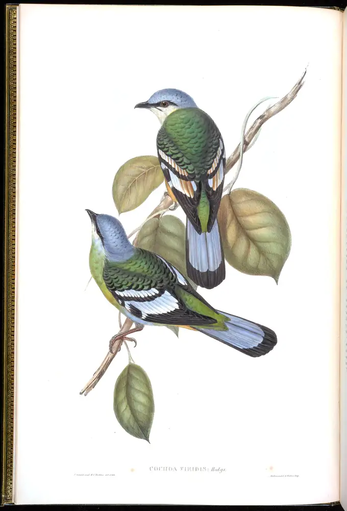 The whole sheet of volume II, plate 1, with its engraved caption