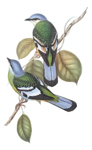 Volume II, plate 1 of Gould's The Birds of Asia: Green Cochoa (Cochoa viridis)