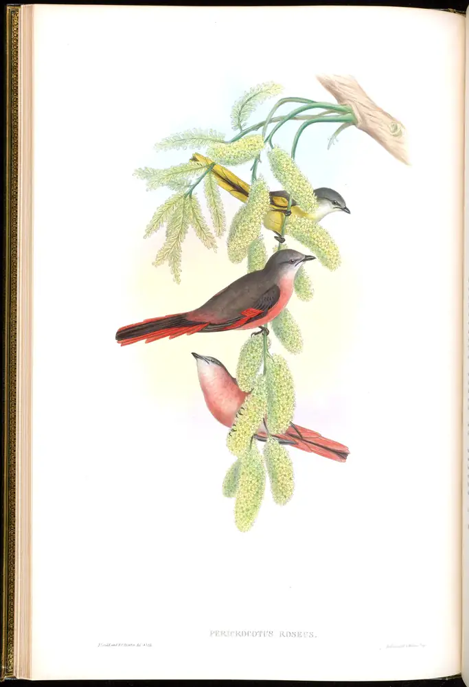 The whole sheet of volume II, plate 10, with its engraved caption