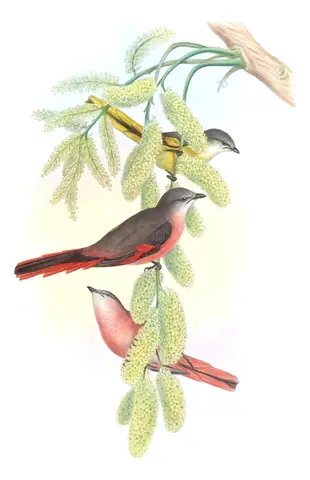 Volume II, plate 10 of Gould's The Birds of Asia: Rosy Minivet (Pericrocotus roseus)