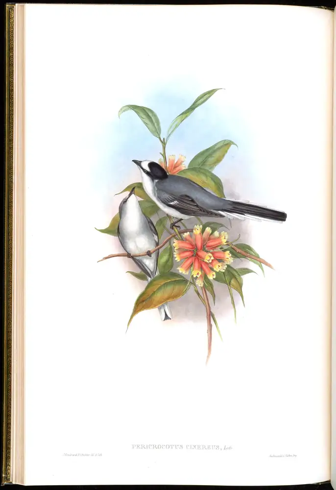 The whole sheet of volume II, plate 11, with its engraved caption