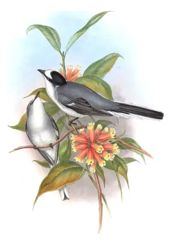 Volume II, plate 11 of Gould's The Birds of Asia: Ashy Minivet (Pericrocotus divaricatus)