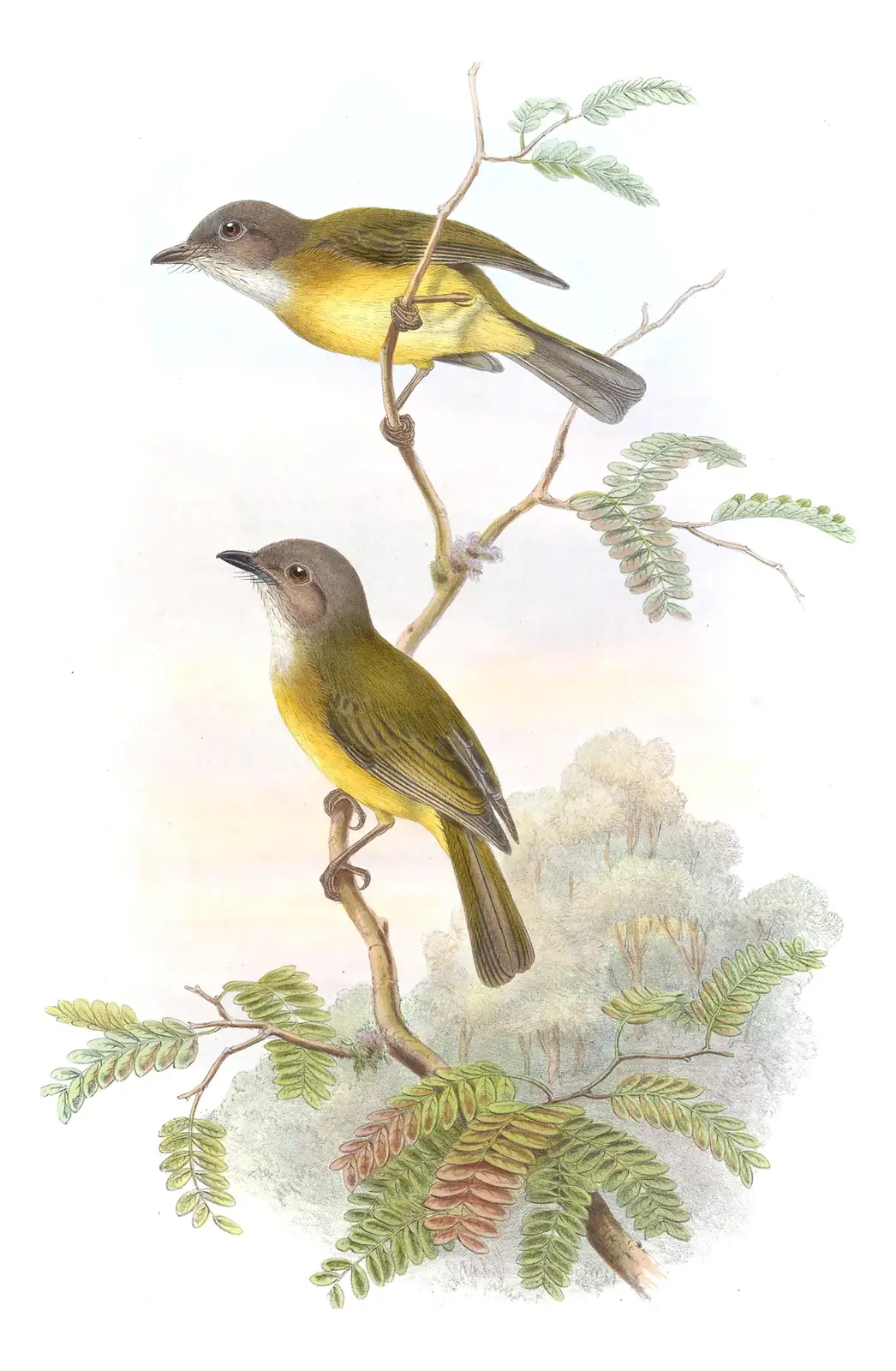 Volume II, plate 12 of Gould's The Birds of Asia: Yellow-bellied Whistler (Pachycephala philippinensis)
