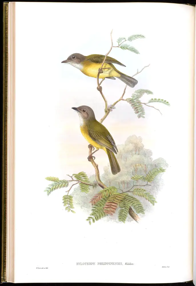 The whole sheet of volume II, plate 12, with its engraved caption