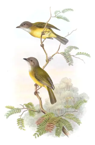 Volume II, plate 12 of Gould's The Birds of Asia: Yellow-bellied Whistler (Pachycephala philippinensis)