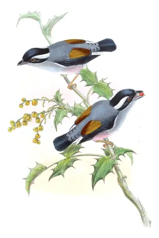 Volume II, plate 13 of Gould's The Birds of Asia: White-browed Shrike-Babbler (Pteruthius aeralatus)