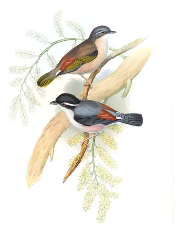 Volume II, plate 14 of Gould's The Birds of Asia: White-browed Shrike-Babbler (Pteruthius aeralatus)