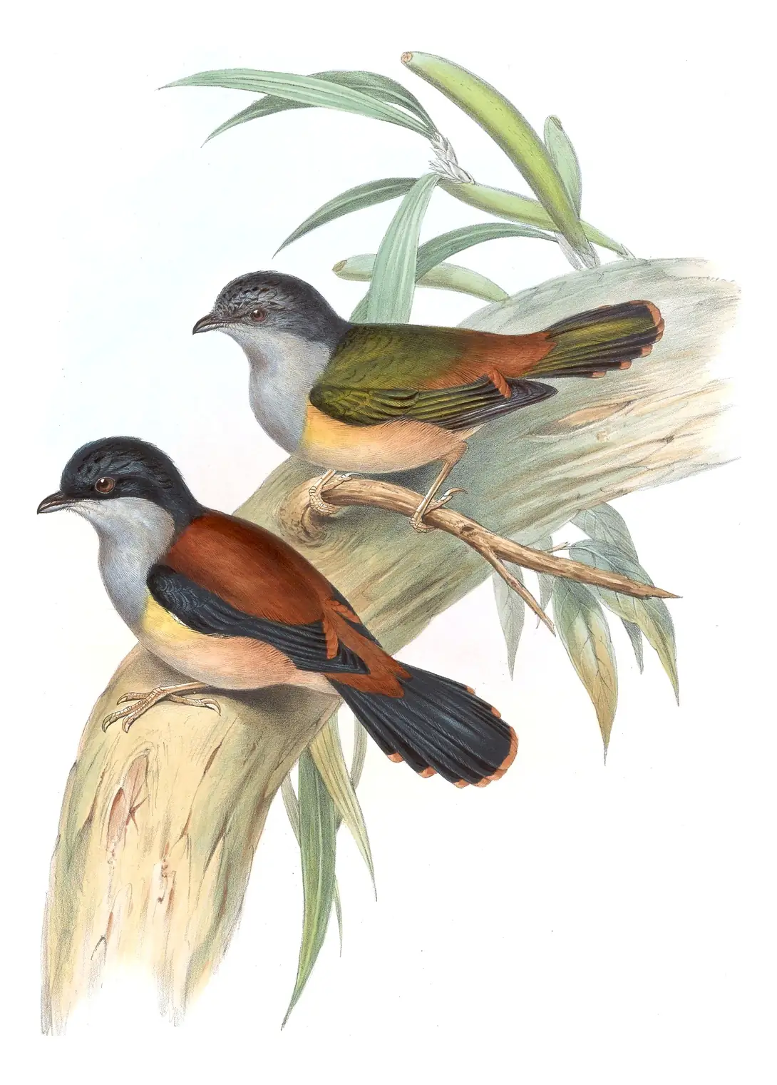 Volume II, plate 15 of Gould's The Birds of Asia: Black-headed Shrike-Babbler (Pteruthius rufiventer)