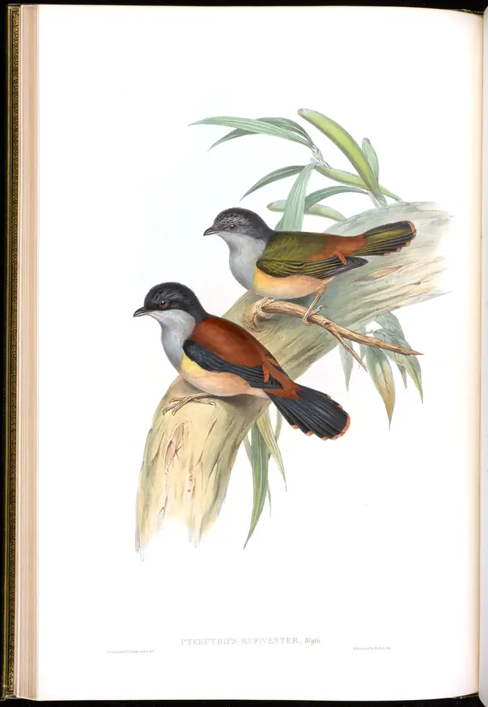 The whole sheet of volume II, plate 15, with its engraved caption