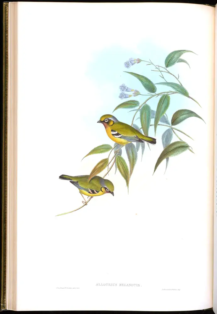 The whole sheet of volume II, plate 16, with its engraved caption