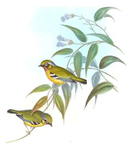 Volume II, plate 16 of Gould's The Birds of Asia: Black-eared Shrike-Babbler (Pteruthius melanotis)