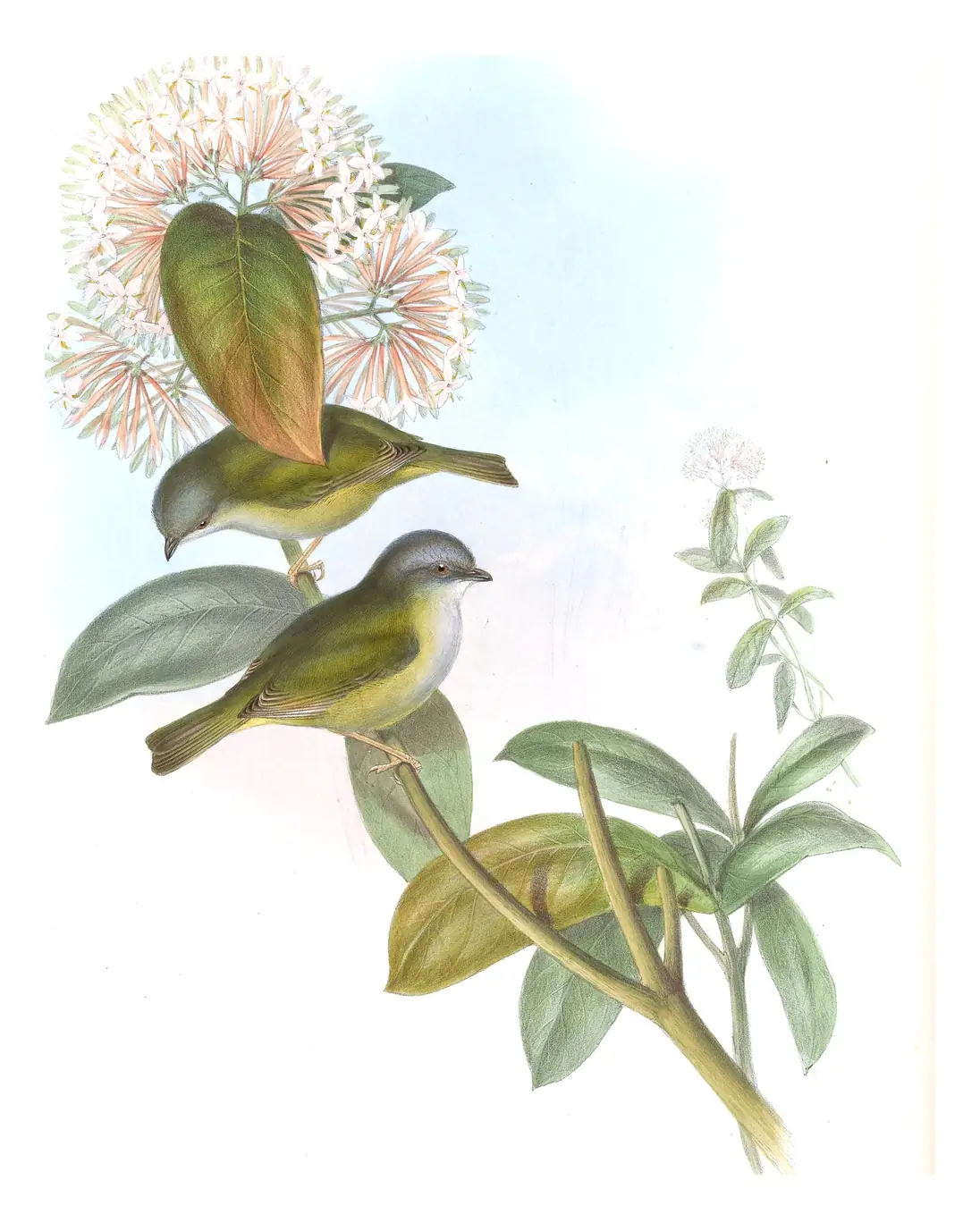 Volume II, plate 17 of Gould's The Birds of Asia: Green Shrike-Babbler (Pteruthius xanthochlorus)