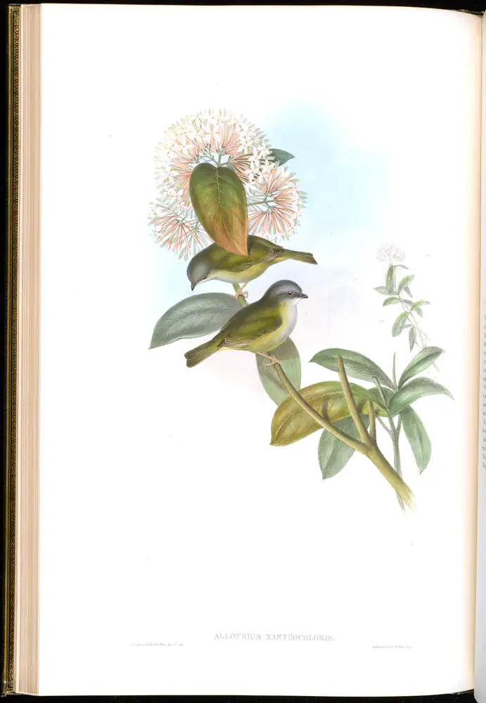 The whole sheet of volume II, plate 17, with its engraved caption