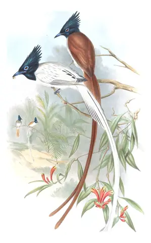 Volume II, plate 18 of Gould's The Birds of Asia: Indian Paradise-Flycatcher (Terpsiphone paradisi)