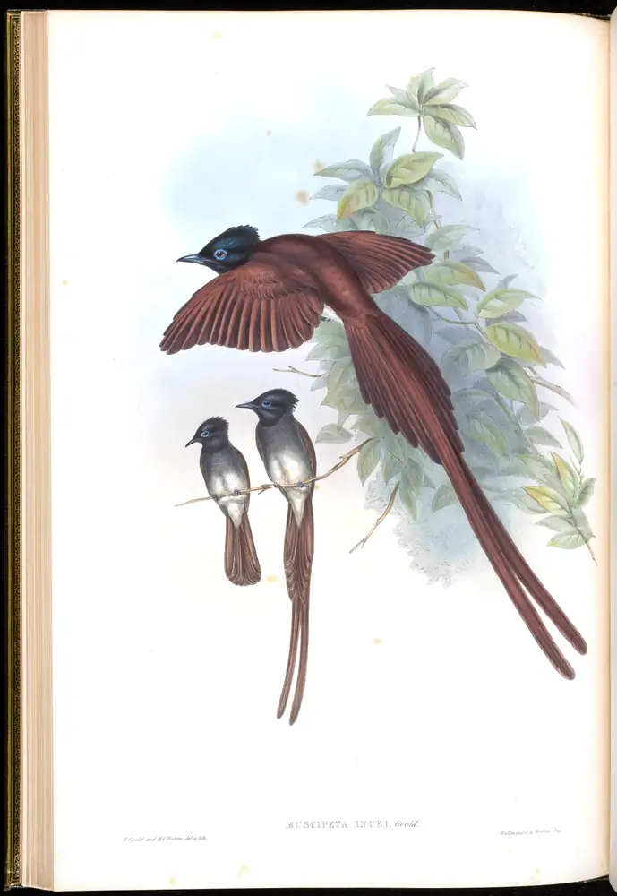 The whole sheet of volume II, plate 19, with its engraved caption