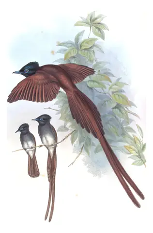 Volume II, plate 19 of Gould's The Birds of Asia: Amur Paradise-Flycatcher (Terpsiphone incei)