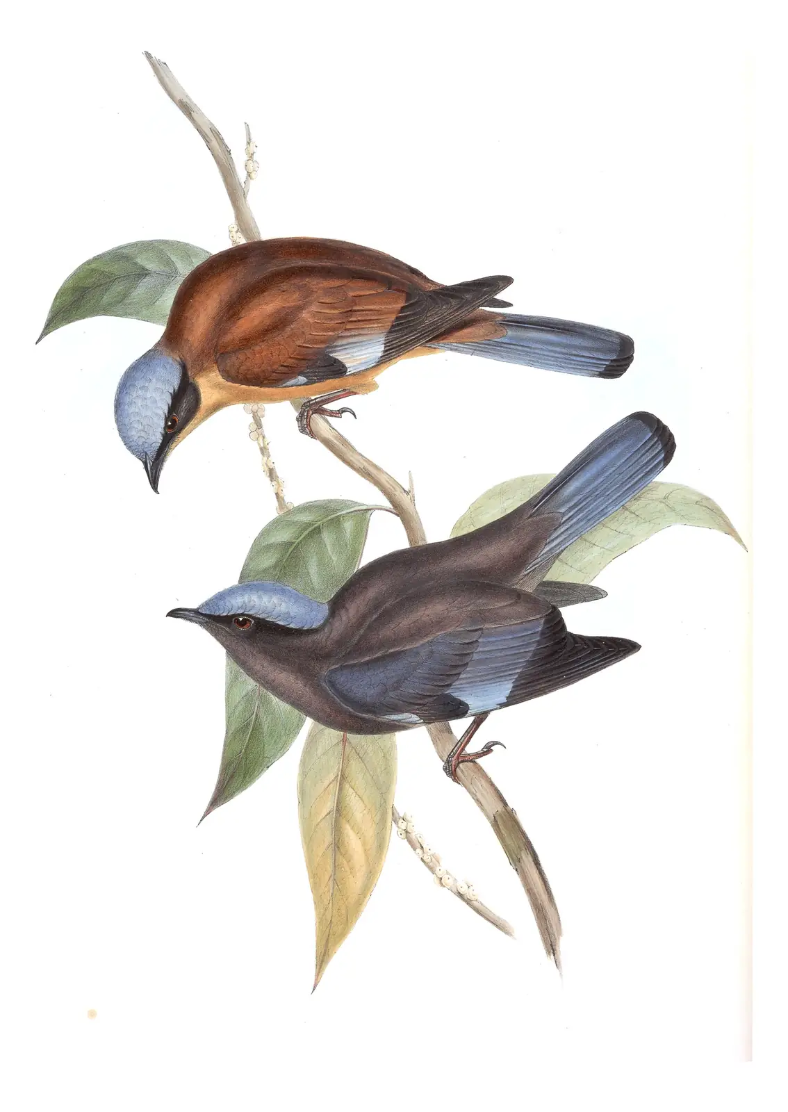 Volume II, plate 2 of Gould's The Birds of Asia: Purple Cochoa (Cochoa purpurea)