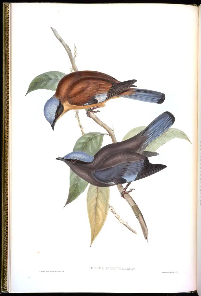 The whole sheet of volume II, plate 2, with its engraved caption