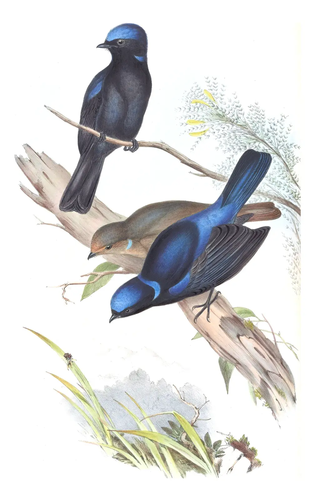 Volume II, plate 20 of Gould's The Birds of Asia: Large Niltava (Niltava grandis)