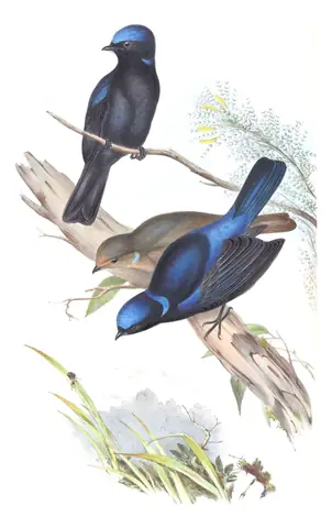 Volume II, plate 20 of Gould's The Birds of Asia: Large Niltava (Niltava grandis)