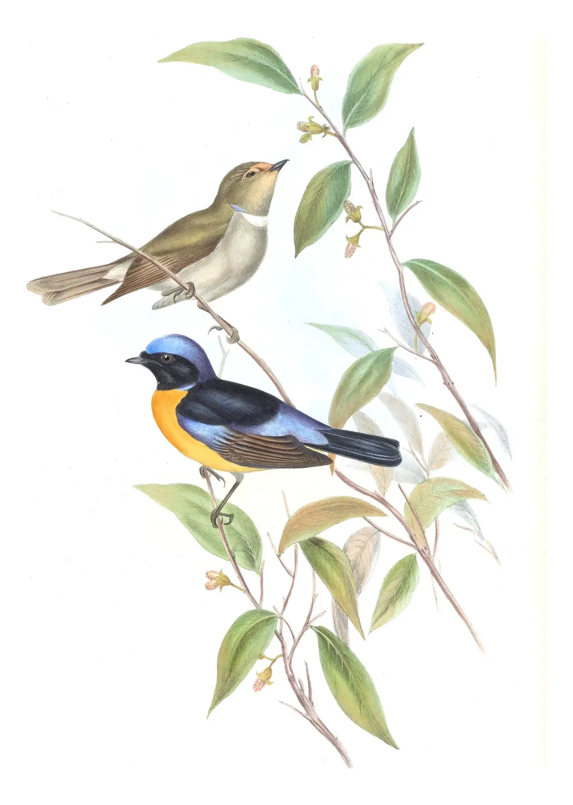 Volume II, plate 21 of Gould's The Birds of Asia: Rufous-bellied Niltava (Niltava sundara)