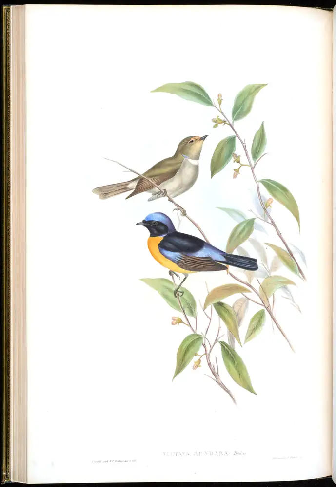 The whole sheet of volume II, plate 21, with its engraved caption