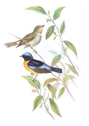 Volume II, plate 21 of Gould's The Birds of Asia: Rufous-bellied Niltava (Niltava sundara)