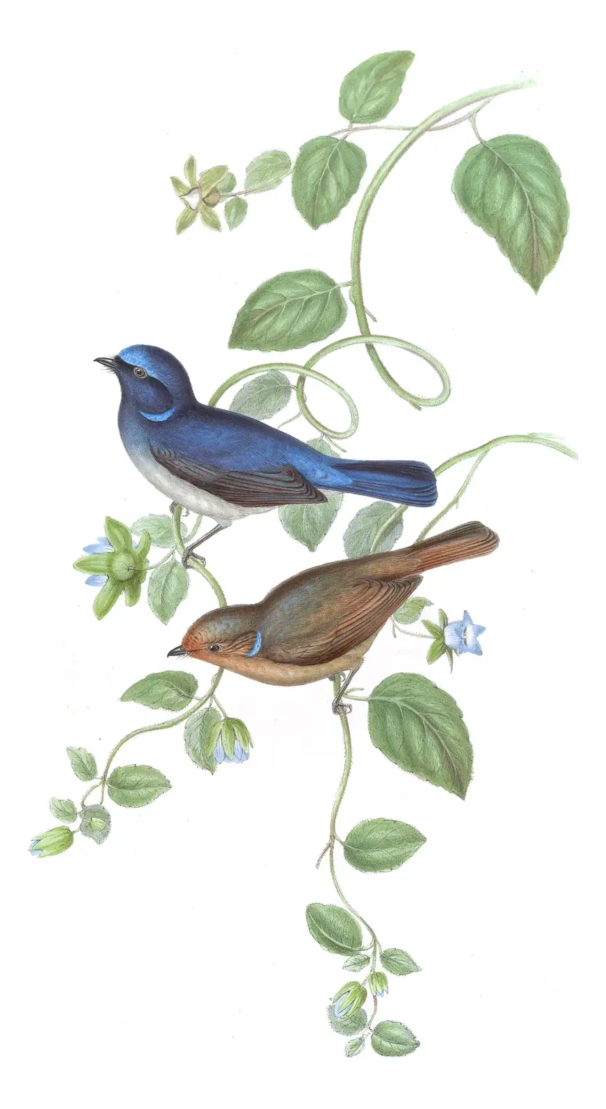 Volume II, plate 22 of Gould's The Birds of Asia: Small Niltava (Niltava macgrigoriae)