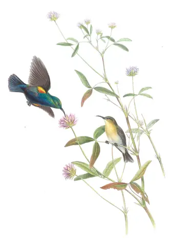 Volume II, plate 23 of Gould's The Birds of Asia: Palestine Sunbird (Cinnyris osea)