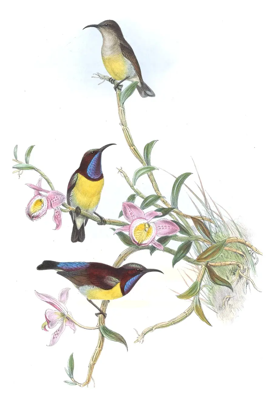 Volume II, plate 24 of Gould's The Birds of Asia: Purple-rumped Sunbird (Leptocoma zeylonica)