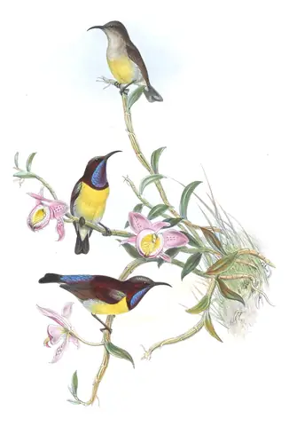 Volume II, plate 24 of Gould's The Birds of Asia: Purple-rumped Sunbird (Leptocoma zeylonica)