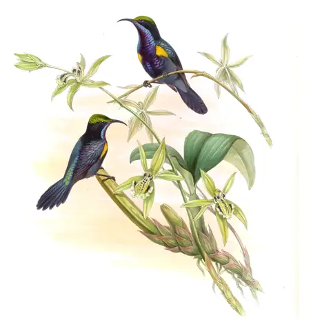 Volume II, plate 25 of Gould's The Birds of Asia: Copper-throated Sunbird (Leptocoma calcostetha)