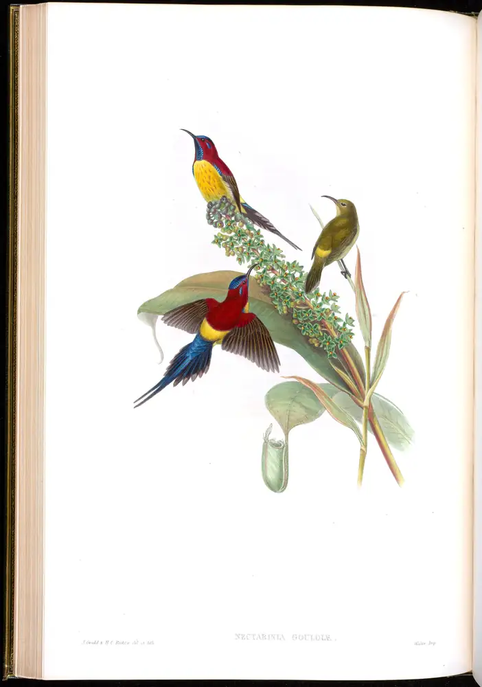 The whole sheet of volume II, plate 26, with its engraved caption