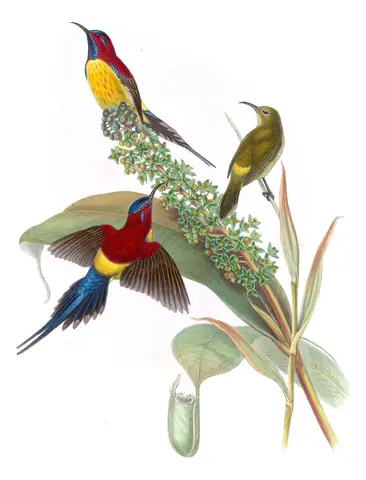 Volume II, plate 26 of Gould's The Birds of Asia: Mrs. Gould's Sunbird (Aethopyga gouldiae)