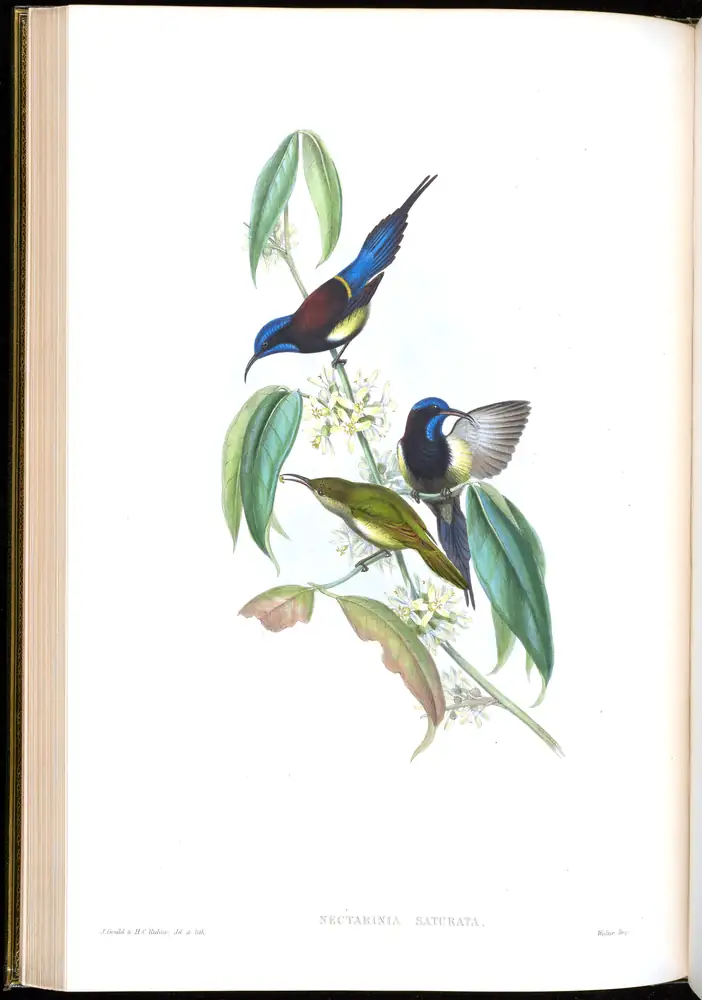 The whole sheet of volume II, plate 27, with its engraved caption