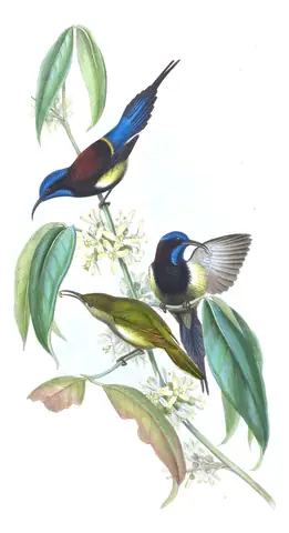 Volume II, plate 27 of Gould's The Birds of Asia: Black-throated Sunbird (Aethopyga saturata)