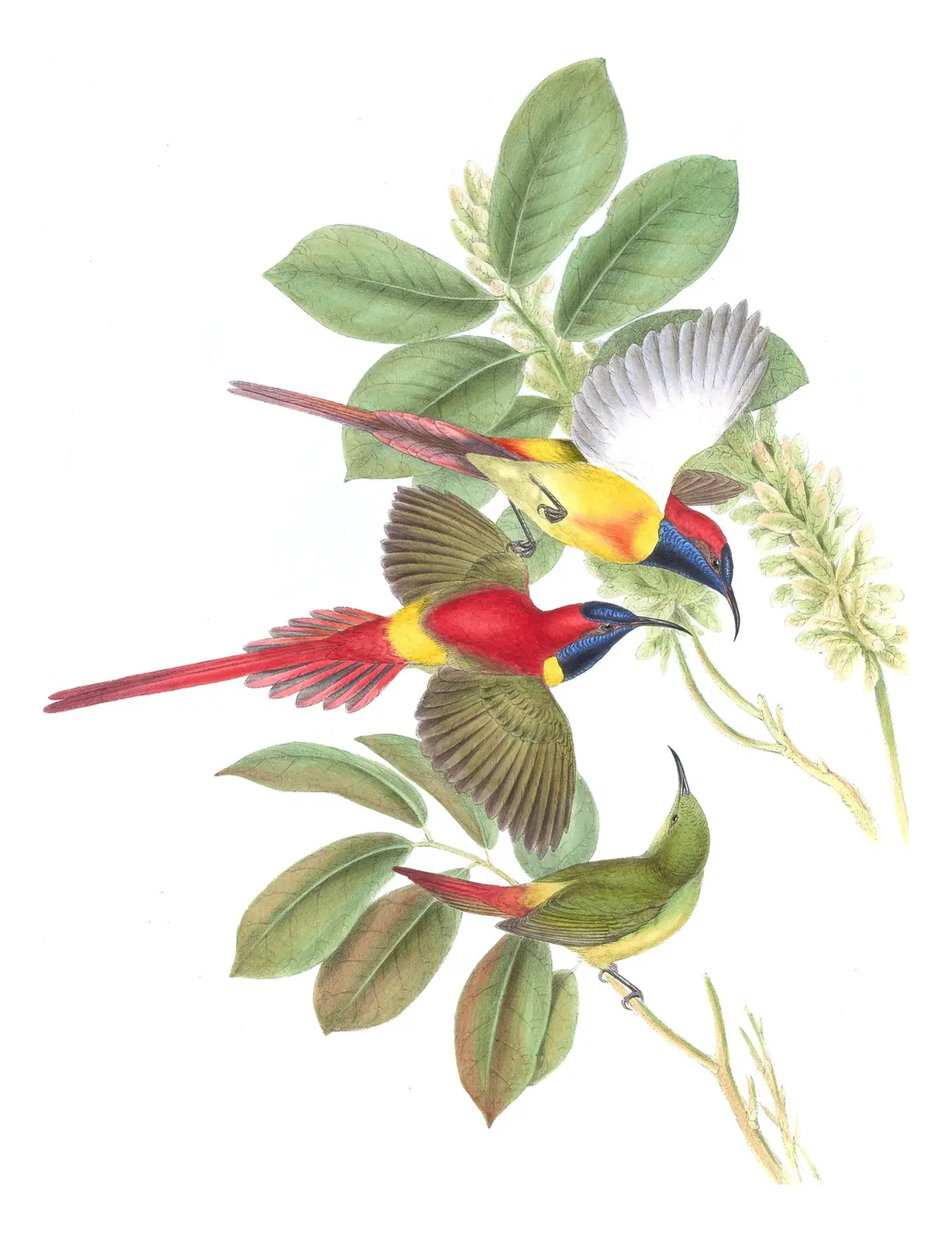 Volume II, plate 28 of Gould's The Birds of Asia: Fire-tailed Sunbird (Aethopyga ignicauda)