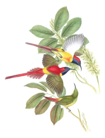 Volume II, plate 28 of Gould's The Birds of Asia: Fire-tailed Sunbird (Aethopyga ignicauda)