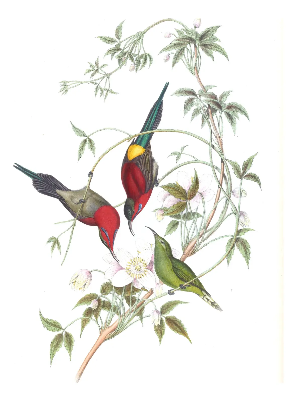 Volume II, plate 29 of Gould's The Birds of Asia: Crimson Sunbird (Aethopyga siparaja)