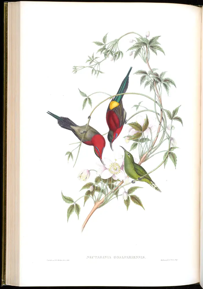 The whole sheet of volume II, plate 29, with its engraved caption