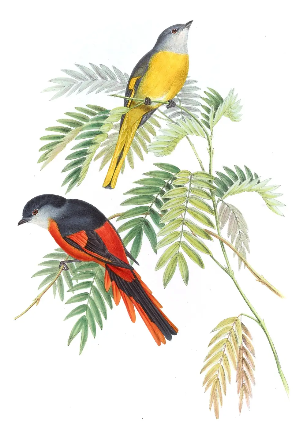Volume II, plate 3 of Gould's The Birds of Asia: Gray-chinned Minivet (Pericrocotus solaris)