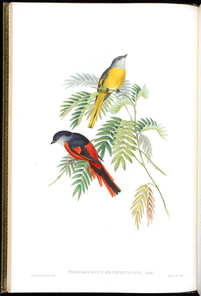 The whole sheet of volume II, plate 3, with its engraved caption