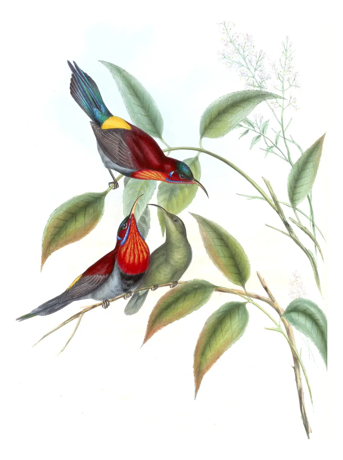Volume II, plate 30 of Gould's The Birds of Asia: Vigors's Sunbird (Aethopyga vigorsii)