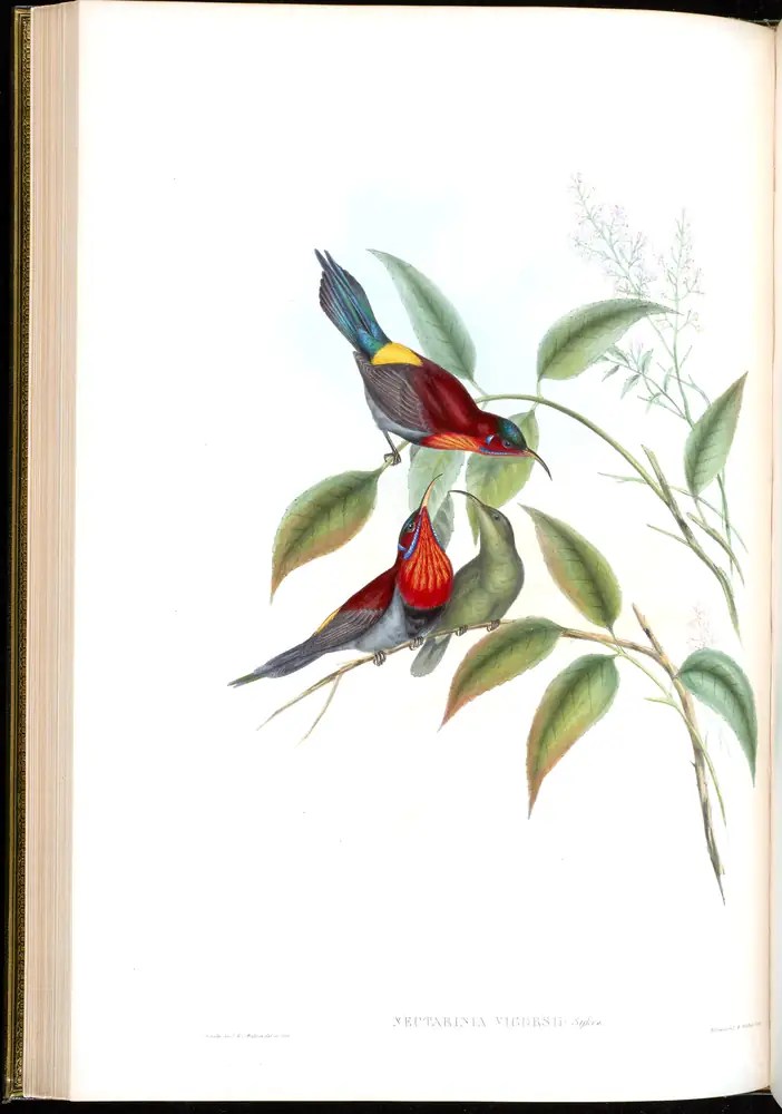 The whole sheet of volume II, plate 30, with its engraved caption