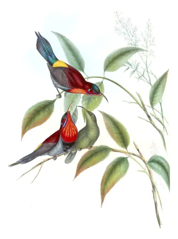 Volume II, plate 30 of Gould's The Birds of Asia: Vigors's Sunbird (Aethopyga vigorsii)