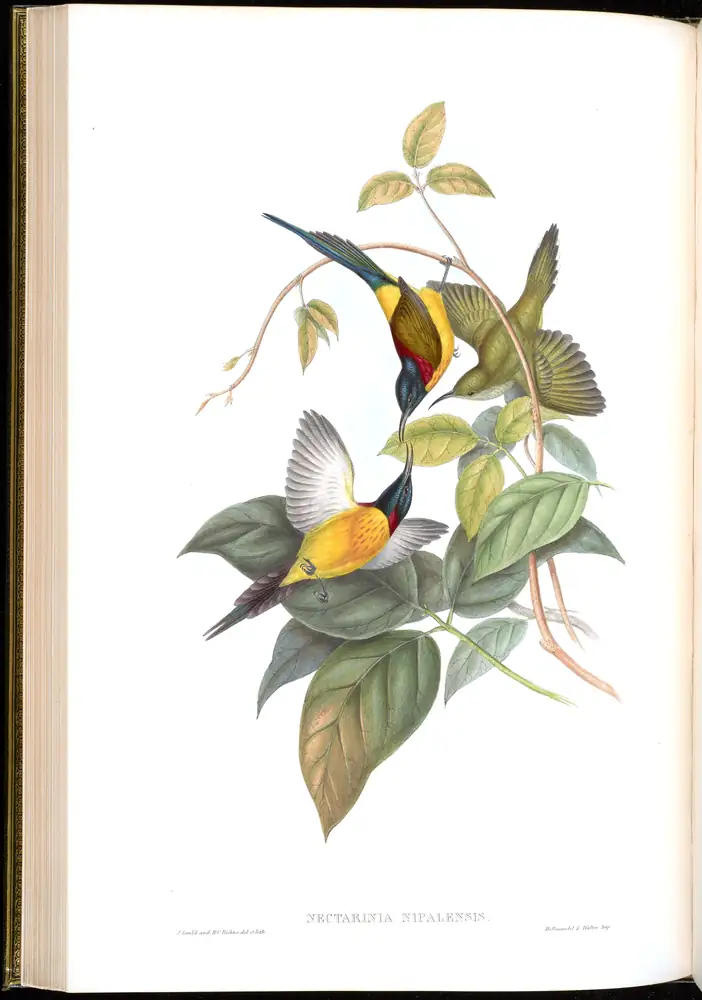 The whole sheet of volume II, plate 31, with its engraved caption