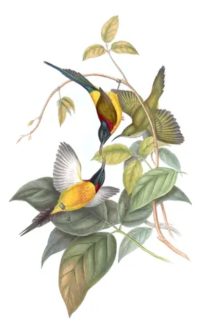 Volume II, plate 31 of Gould's The Birds of Asia: Green-tailed Sunbird (Aethopyga nipalensis)