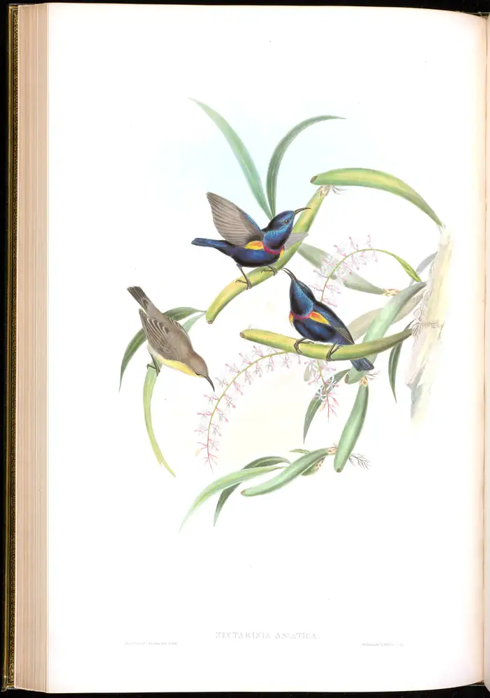 The whole sheet of volume II, plate 32, with its engraved caption