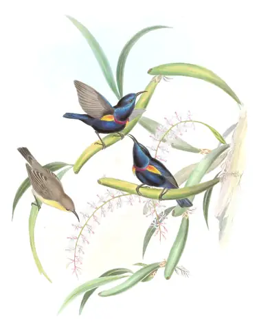Volume II, plate 32 of Gould's The Birds of Asia: Purple Sunbird (Cinnyris asiaticus)