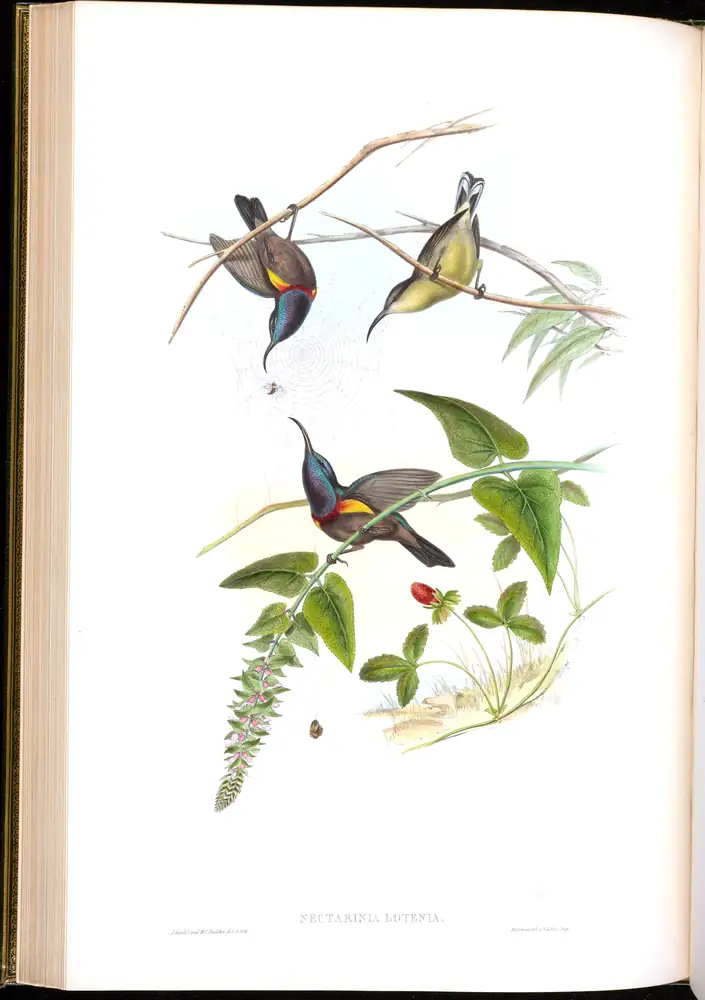 The whole sheet of volume II, plate 33, with its engraved caption